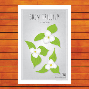 Snow Trillium